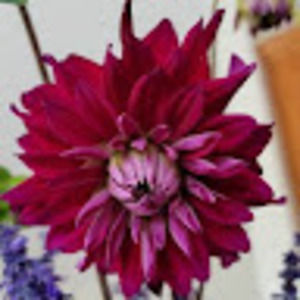 Meet your Posher, Sheila